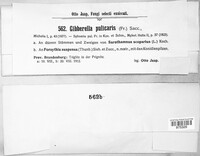 Fusarium roseum image